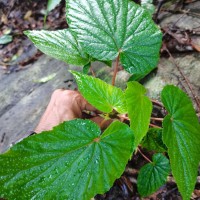 Begonia dipetala Graham